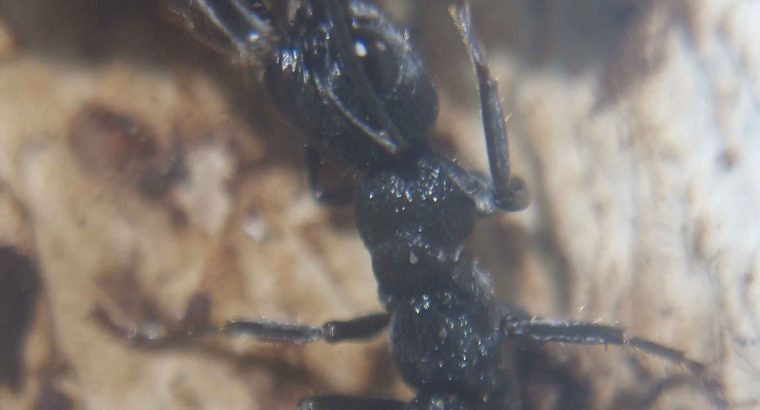 Myrmecia and oecophylla colonies for sale