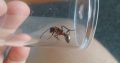 Polyrhachis rufifemur queens $10ea