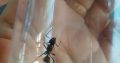 Polyrhachis rufifemur queens $10ea