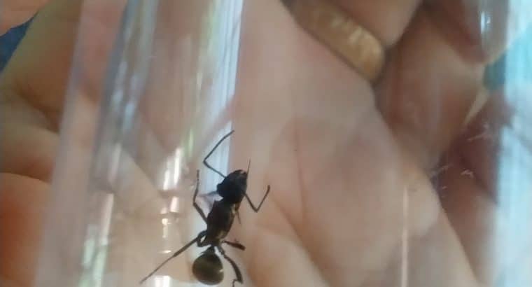 Polyrhachis rufifemur queens $10ea