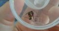 Polyrhachis rufifemur queens $10ea