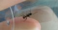 Polyrhachis rufifemur queens $10ea