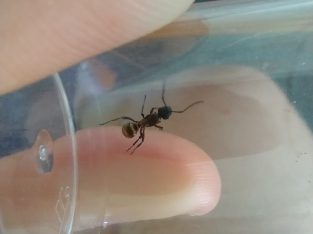Polyrhachis rufifemur queens $10ea