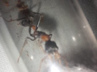 Various queens for sale