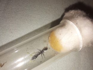 Tetraponera