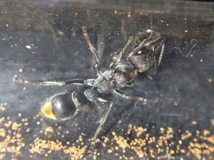 Myrmecia tepperi and oecophylla smaragdina