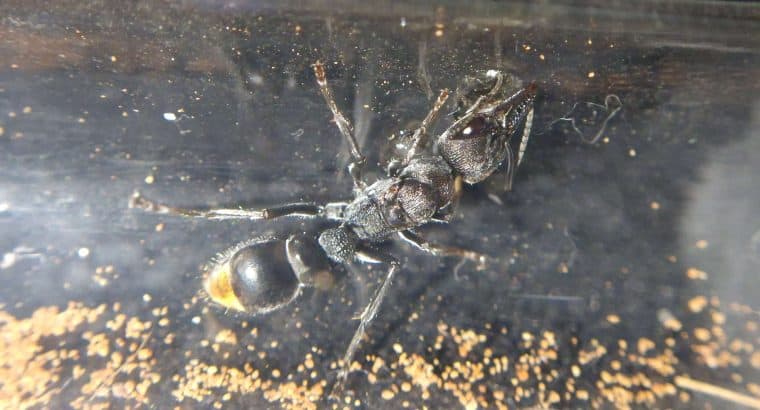Myrmecia tepperi and oecophylla smaragdina