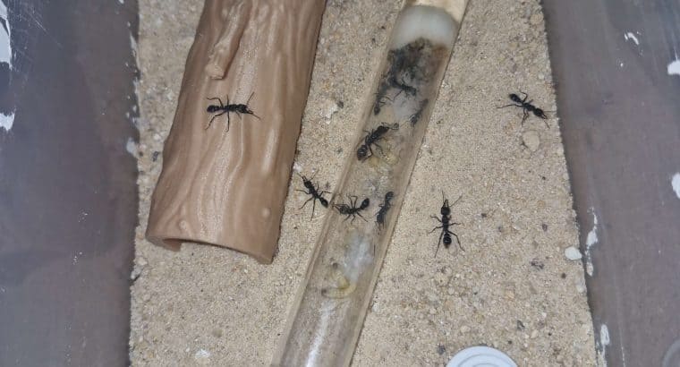 Myrmecia tepperi and oecophylla smaragdina