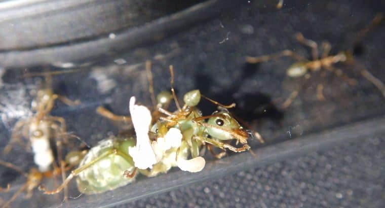 Myrmecia tepperi and oecophylla smaragdina