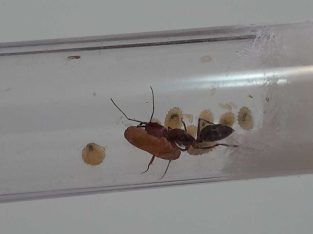 Various cheap queens for sale