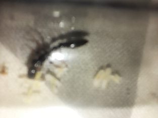 Tetraponera for Trade