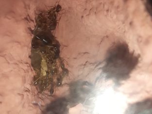 Nest plus colony for trade