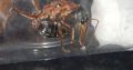 Myrmecia queens and colonies