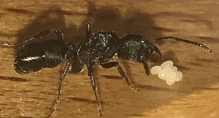 Green headed ant queen with brood