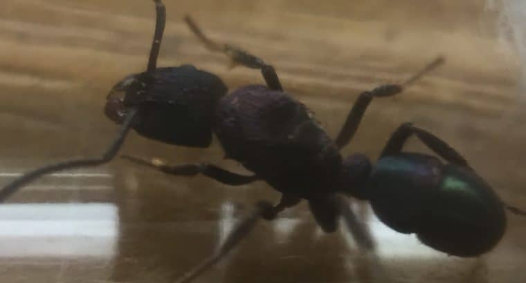 Green headed ant queens (Rhytidoponera metallica)