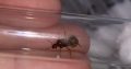 Aphanogaster longicepts queens with eggs (2 available)