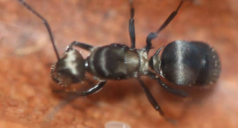 Polyrhachis daemeli Queen with Eggs/Larvae (Silver Spiny Ant)