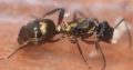 Polyrhachis rufifemur Queen just caught (Gold/Red Spiny Ant)