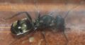 Polyrhachis cf. vermiculosa Queen with Eggs/Larvae (Small Gold Spiny Ant)