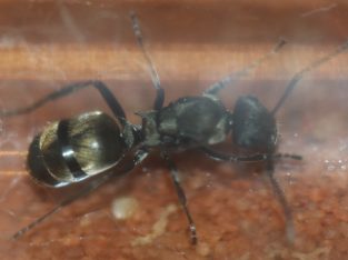 Polyrhachis cf. vermiculosa Queen with Eggs/Larvae (Small Gold Spiny Ant)