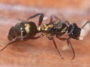 Polyrhachis rufifemur Queen just caught (Gold/Red Spiny Ant)