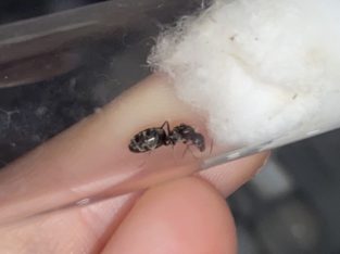 Iridomermex bicknelli (3 different queen options!!)