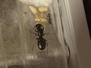 Golden tail sugar ant queens with workers 3 available