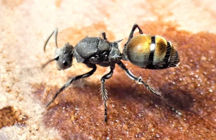 Hunter ate ants to survive 6 days without water in Australia