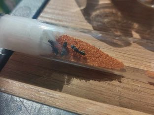 Rhytidoponera metallica queens w/ eggs, larvae (bulk available)