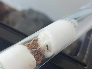 Hypoponera sp. queens