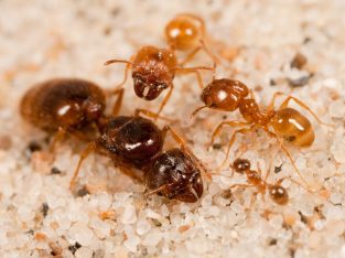 looking for large pheidole