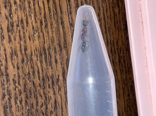 Myrmecia picta queen for sell!!!!!