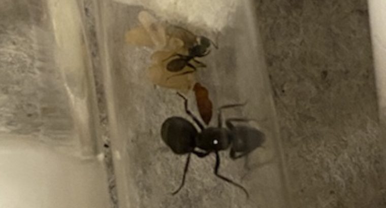 Golden tail sugar ant queens with workers 3 available