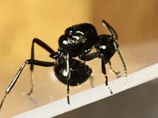 Rattle ant queen