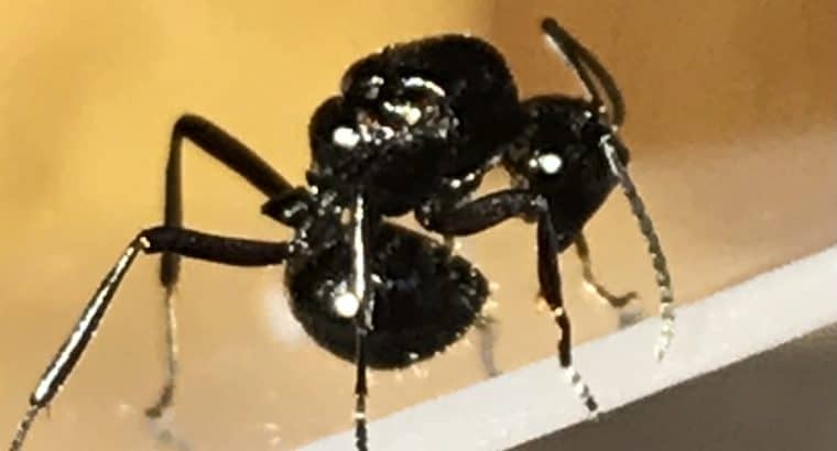 Rattle ant queen