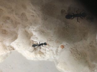 2 worker jack jumper colony with eggs and brood