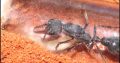 Myrmecia Pyriformis Queen & 1 worker $150 comes in AUS ants YTONG nest!