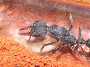 Myrmecia Pyriformis Queen & 1 worker $150 comes in AUS ants YTONG nest!