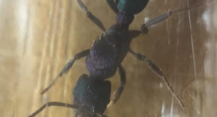 Green headed ant queens (Rhytidoponera metallica)
