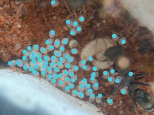 50 worker colonie of myrmecia pilosula
