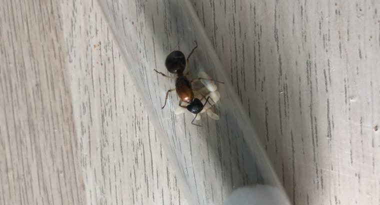 Camponotus nigriceps Queen With Larvae