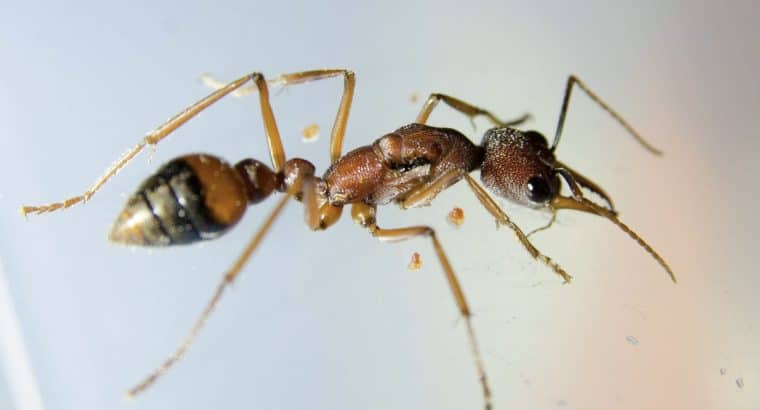Trade Myrmecia nigriscapa queen for? What do you have to trade?
