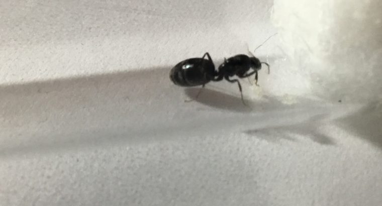 IRIDOMYRMEX bicknelli queens with eggs and brood