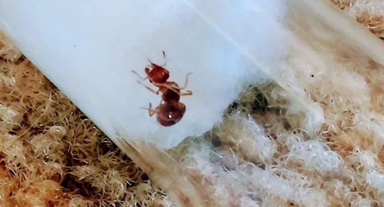 Single Pheidole queens for sale