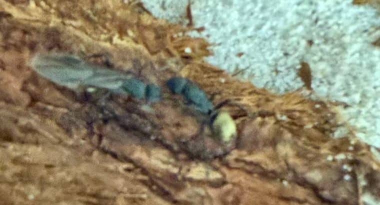 Golden-tailed Spiny Queen Ant