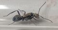 Queen ant polyrhachis daemeli