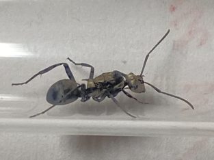 Queen ant polyrhachis daemeli