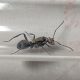 Queen ant polyrhachis daemeli