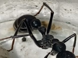 Myrmecia Tarsata (price negotiable)
