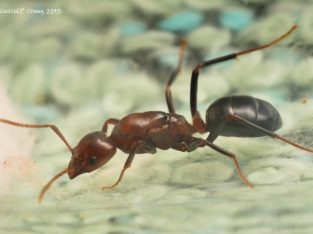 Want to buy Papyrius nitidus queens!